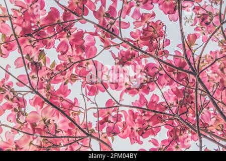 En regardant à travers la voûte d'un cornouiller rose en fleur arbre Banque D'Images