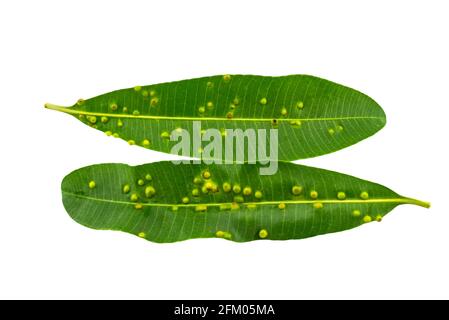 Gros plan de la feuille verte de l'arbre de Blackboard, de l'arbre de diable, de l'Alstonia scholaris (Linn.) R. BR.enregistré avec le masque. Banque D'Images