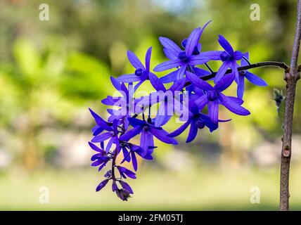 Vigne en papier de verre, Petrea volubilis, fleur pourpre sur la lumière naturelle. Banque D'Images