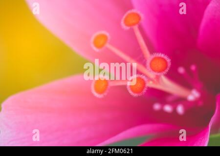 Gros plan rose chinoise, hibiscus chinois, lumière du matin Banque D'Images