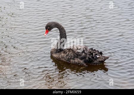 Rare cygne noir nageant dans un lac ou un étang sale, gros plan Banque D'Images