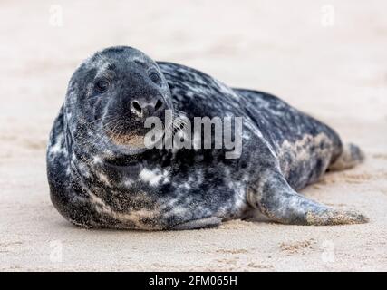 Gray Seal sur la plage de Horsey, Norfolk. Banque D'Images