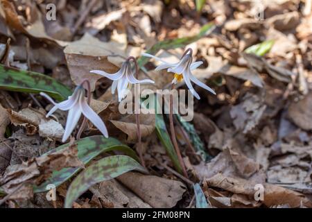 Cette image montre une vue rapprochée des fleurs sauvages de lys de truite blanche non cultivées (erythronium albidum) qui fleurissent dans une forêt de ravin. Banque D'Images