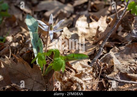 Cette image montre une vue rapprochée des fleurs sauvages de lys de truite blanche non cultivées (erythronium albidum) qui fleurissent dans une forêt de ravin. Banque D'Images