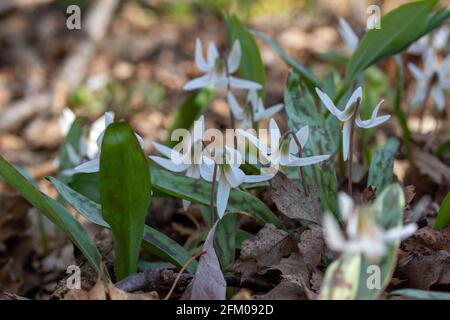 Cette image montre une vue rapprochée des fleurs sauvages de lys de truite blanche non cultivées (erythronium albidum) qui fleurissent dans une forêt de ravin. Banque D'Images