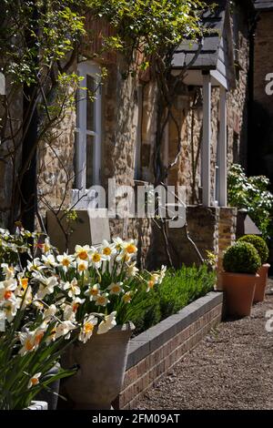 Jonquilles, boîte ronde en pots à l'entrée du cottage, Angleterre Banque D'Images