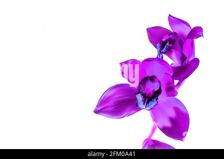 Fleurs de Phalaenopsis pourpres dans un regard abstrait isolé sur blanc. Banque D'Images