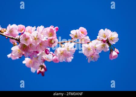 Fleurs d'une cerise de Higan (Prunus subhirtella), un cerisier japonais, en pleine floraison. Banque D'Images