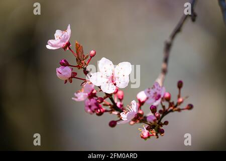 Fleurs d'une cerise de Higan (Prunus subhirtella), un cerisier japonais, en pleine floraison. Banque D'Images