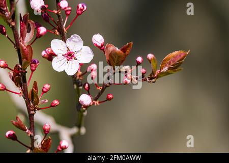 Fleurs d'une cerise de Higan (Prunus subhirtella), un cerisier japonais, en pleine floraison. Banque D'Images