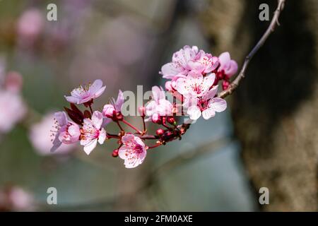 Fleurs d'une cerise de Higan (Prunus subhirtella), un cerisier japonais, en pleine floraison. Banque D'Images