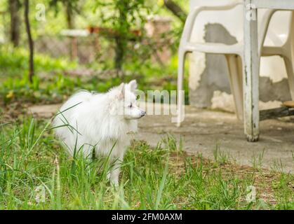 Un chien de la race japonaise Spitz se reproduit dans la cour verdoyante d'une propriété privée. Banque D'Images