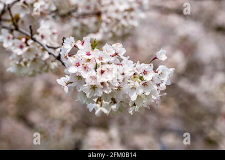 Fleurs blanches d'un cerisier japonais Somei Yoshino (Prunus × yedoensis) en pleine floraison. Banque D'Images