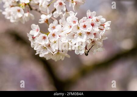 Fleurs blanches d'un cerisier japonais Somei Yoshino (Prunus × yedoensis) en pleine floraison. Banque D'Images