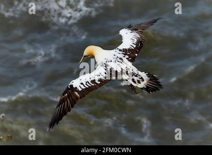 Jeune Gannet en vol. Banque D'Images