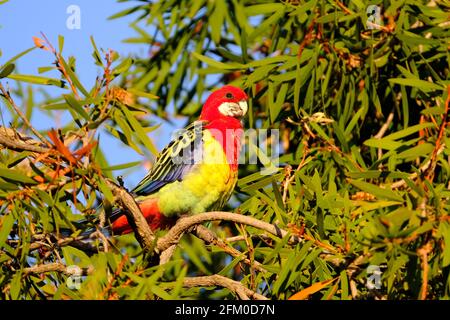 Rose de l'est (Platycercus eximius) parrot assis dans un arbre à fond à Adélaïde, Australie Banque D'Images