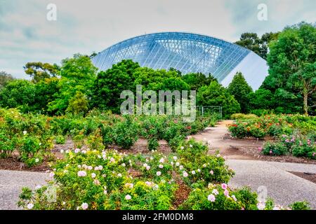 Jardin international des roses et Conservatoire aux Jardins botaniques À Adélaïde, Australie Banque D'Images