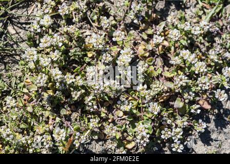 Croissance du côté trottoir de l'herbe à Scurvygrass danoise (Cochlearia danica) Banque D'Images