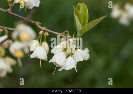 Fleurs de Halesia carolina (Caroline Silverbell) Banque D'Images