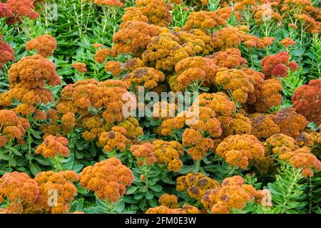 Sedum spectabilis ou plantes de joie d'automne dans la Rose internationale Jardin à Adélaïde Australie Banque D'Images