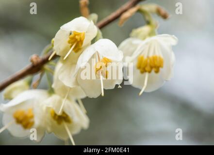 Fleurs de Halesia carolina (Caroline Silverbell) Banque D'Images