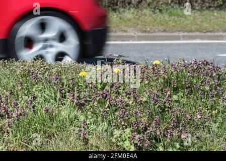 Bord de route montrant des fleurs indigènes Banque D'Images