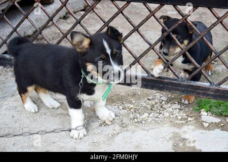 Deux chiots doux et moelleux sont séparés par une porte en métal. Les chiots sont tristes, ils veulent jouer à l'air frais, à l'extérieur. Gros plan. Banque D'Images