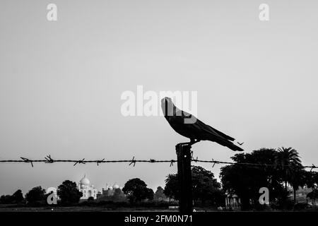 Crow, Agra, Inde Banque D'Images