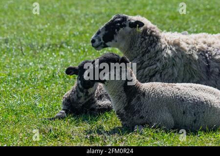 Famille de moutons à portée libre reposant sur une prairie britannique par temps ensoleillé. Moutons et deux jeunes agneaux assis calmement Banque D'Images