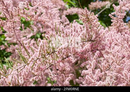 Tamarix gallica fleur rose Banque D'Images