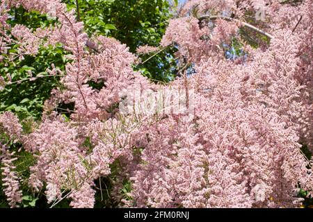 Tamarix gallica fleur rose Banque D'Images