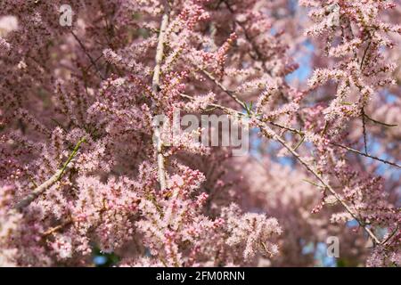 Tamarix gallica fleur rose Banque D'Images