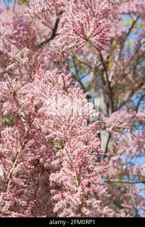 Tamarix gallica fleur rose Banque D'Images