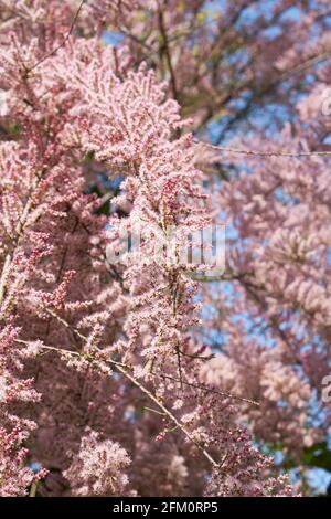 Tamarix gallica fleur rose Banque D'Images