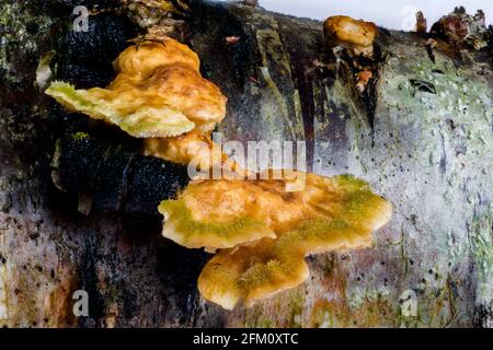 La croûte du rideau poilue Stereum hirsutum support des champignons qui poussent sur des morts Bois dans les Highlands d'Écosse Banque D'Images