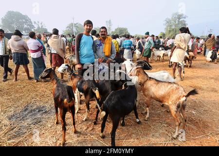 Homme tribal debout avec ses chèvres au marché. Seethampeta, Andhra Pradesh, Inde Banque D'Images