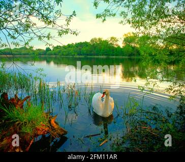 Royaume-Uni, Angleterre, cygne au bord du lac, printemps, Banque D'Images