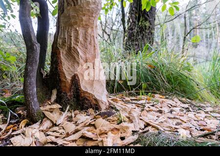 Marques de dents de castor sur les arbres. Les castors ont grignoté le tronc d'un arbre. Banque D'Images