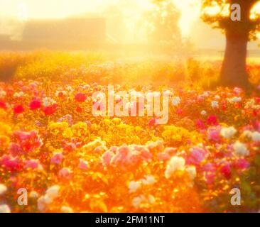 Royaume-Uni, Angleterre, Cheshire, roses à l'aube, diffus, Banque D'Images