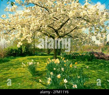 Royaume-Uni, Angleterre, fleurs de pomme et jonquilles en milieu rural, printemps Banque D'Images