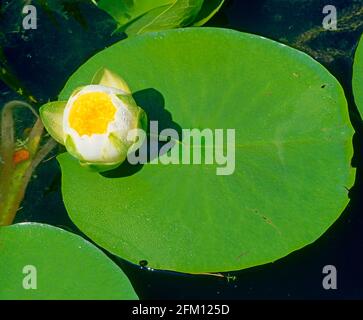 Eau lilly, émergeant en fleur, Banque D'Images