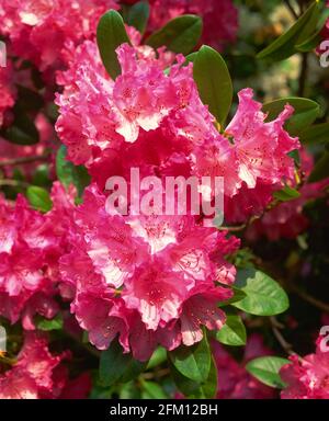 Fleur de rhododendron, printemps, Banque D'Images