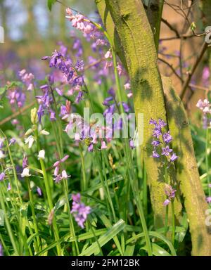 Royaume-Uni, Angleterre, cloches sauvages en coppice de hêtre, printemps, Banque D'Images