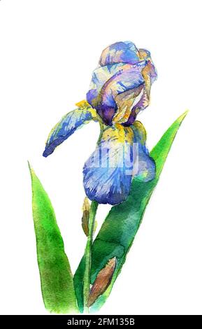 Mise en plan aquarelle. Fleur de l'iris, isolée sur fond blanc. Chemin de travail isolé. Banque D'Images