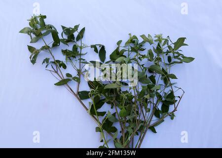 Vitex Negundo, arbre de chaste chinois, arbre de chaste à cinq feuilles ou vitex en fer à cheval, Linganni. Plante médicinale au village de Nallaraiguda, Srikakulam Distric Banque D'Images