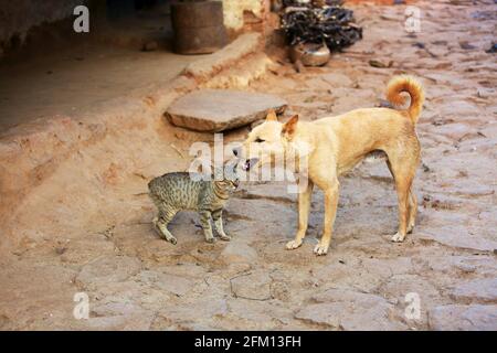 Chat amical et chien au village de Korrakothavalasa, Araku, Andhra Pradesh, Inde Banque D'Images