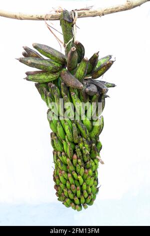 Green Banana Bunch a tourné au village de Nallaraaiguda dans le district de Srikakulam, Andhra Pradesh, Inde Banque D'Images