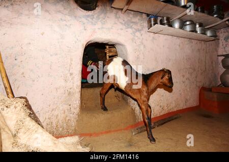 Refuge de chèvres tribales à l'intérieur d'une maison, village de Gadhyaguda, Araku, Andhra Pradesh, Inde. TRIBU PARANGIPERJA Banque D'Images