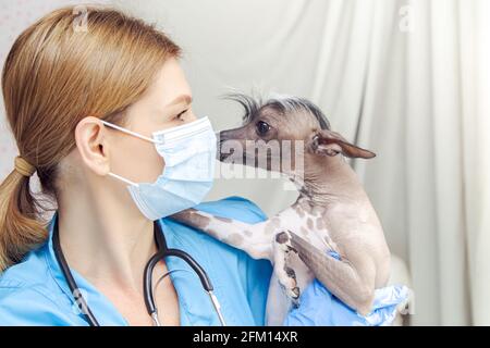 Femme d'âge moyen vétérinaire examine le chien. Cabinet du médecin. . Cabinet du médecin. Banque D'Images