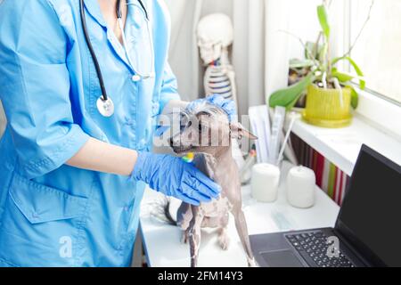 Femme d'âge moyen vétérinaire examine le chien. Cabinet du médecin, ordinateur portable, équipement médical. Banque D'Images